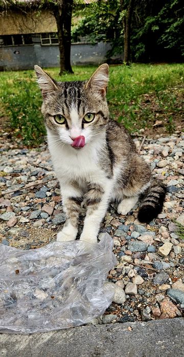 SOS!!! Котик срочно ищет хозяина!