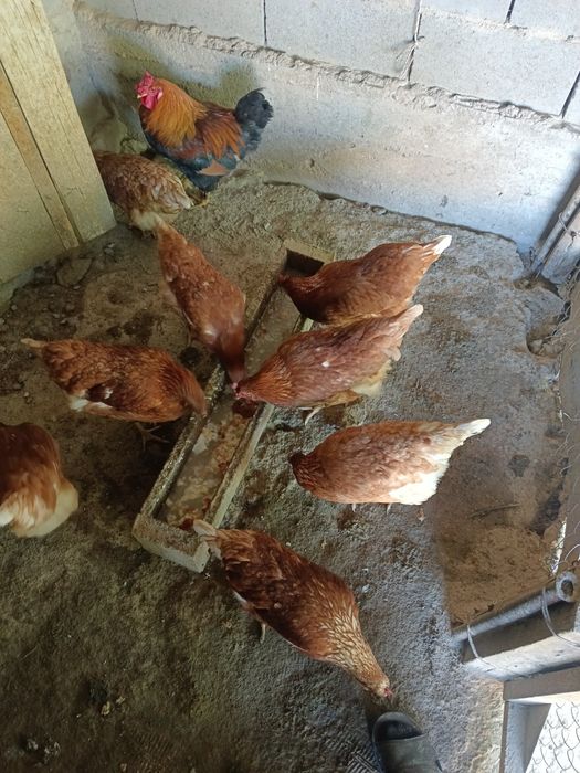 Продам кур породы Ломан Браун
