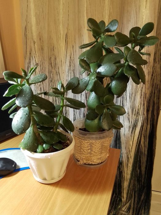 Денежное дерево ( крассула)
