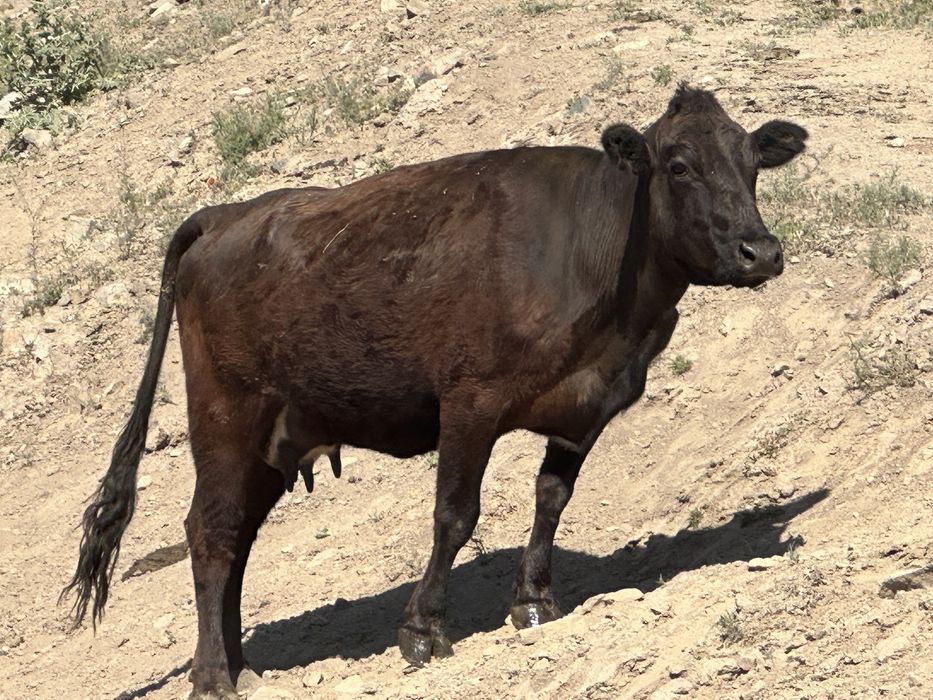 Корова 4 года