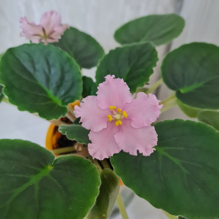 Продам взрослые сортовые фиалки