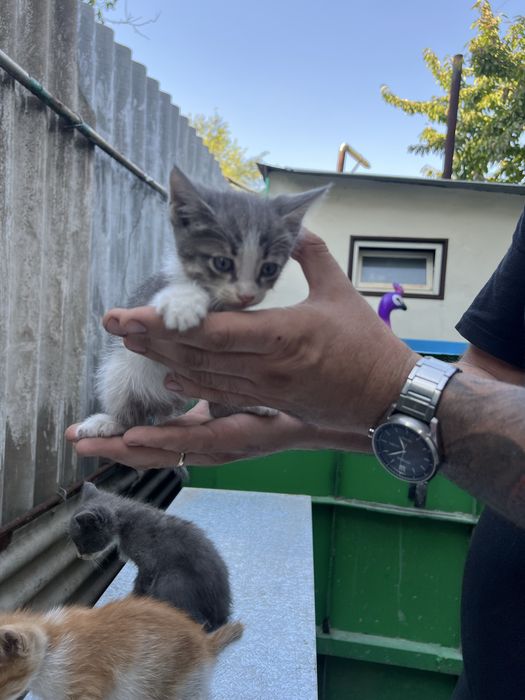 Котёнок в добрые руки