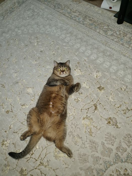 Ищем новых хозяев