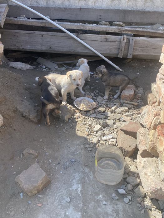 Отдам щенков в добрые руки