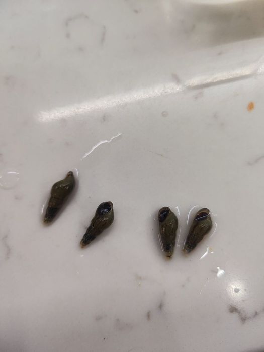 Улитки аквариумные пикси и мелании