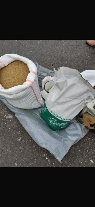 Samantă de lucernă