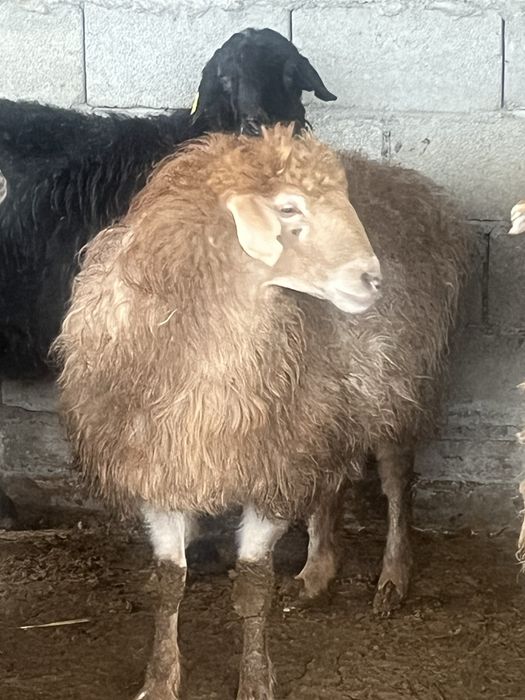 Байланган семиз саулык койлар сатам