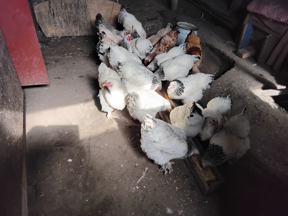 Продаже яица Брама