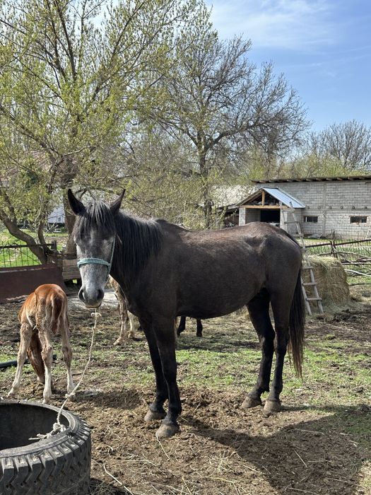 Бие құлынымен сатылады