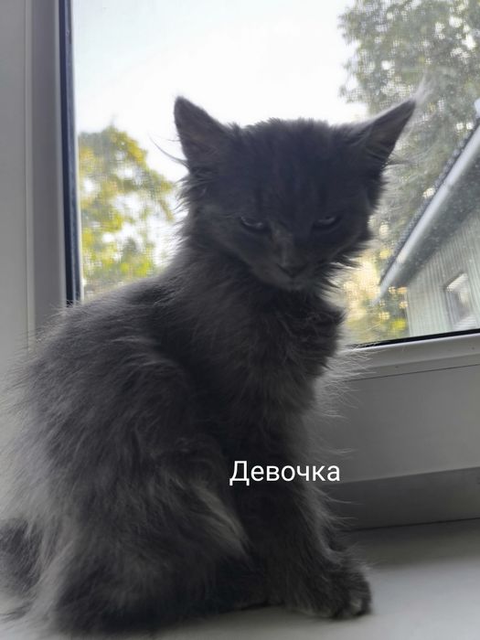 Отдам котят в добрые руки