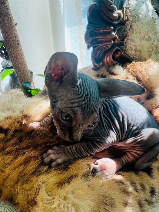 Sphinx  mascul 2 luni