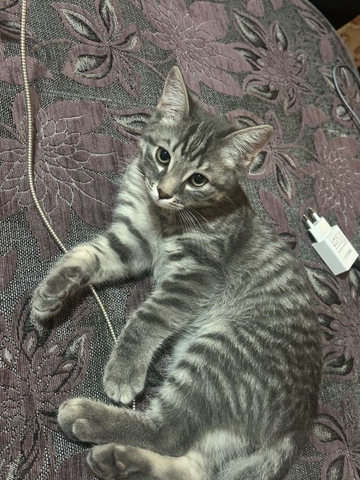 Отдам кота бесплатно