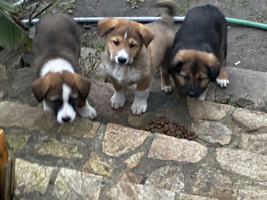 Кученца които спешно търсят дом