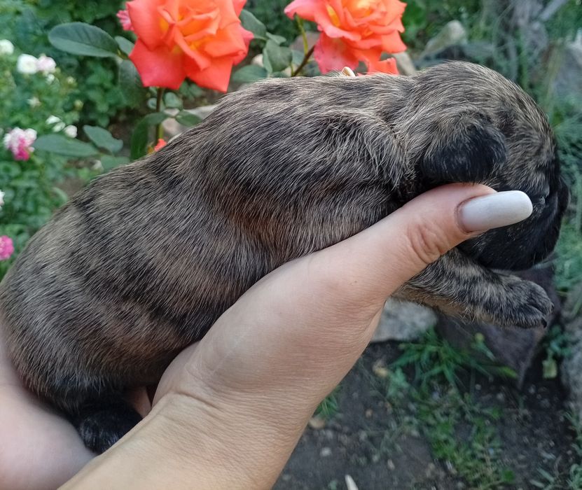 Французский бульдог. Раннее бронирование..