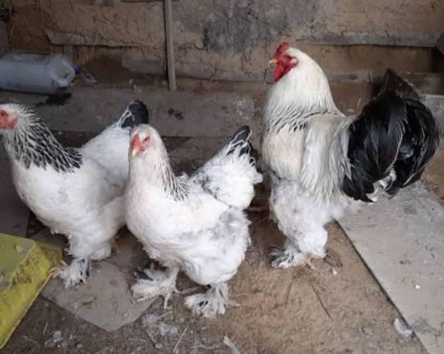Svetliviy bramma tuxumlari qoni toza hammasi Yiriy tuxumla