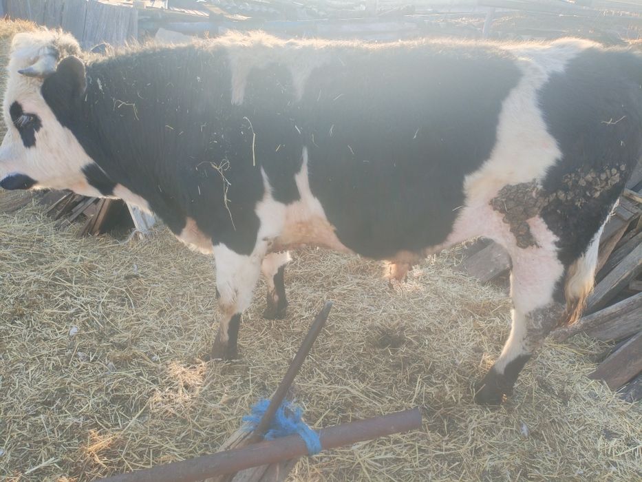 Продам быка на мясо