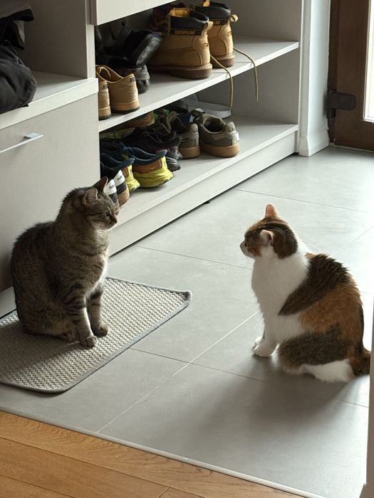 Cat Sitting Cluj-Napoca