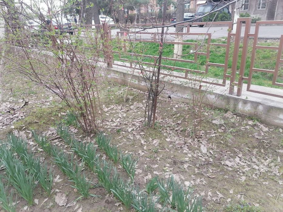 Кустарник виноград саженцы