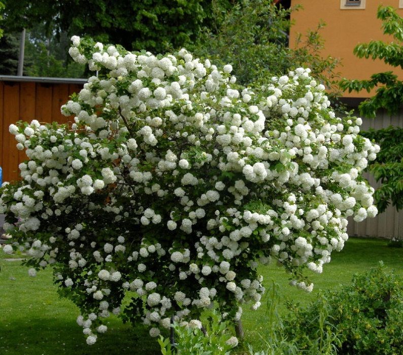 Glicina mov  Bulgaras de nea Viburnum