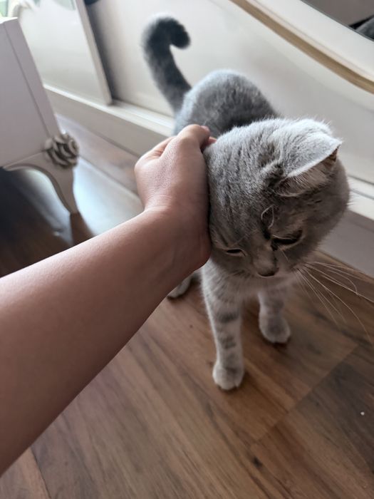 шотландская прямоухая кошка.