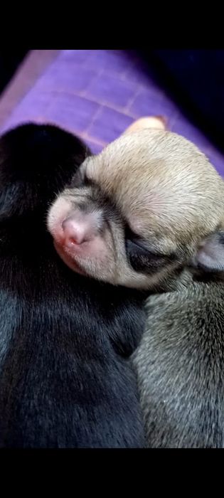 Супер мини кобель для вязки