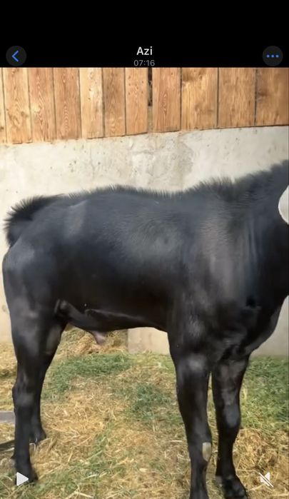 Țap Anglonubian, cu pedigree sau schimb cu cereale