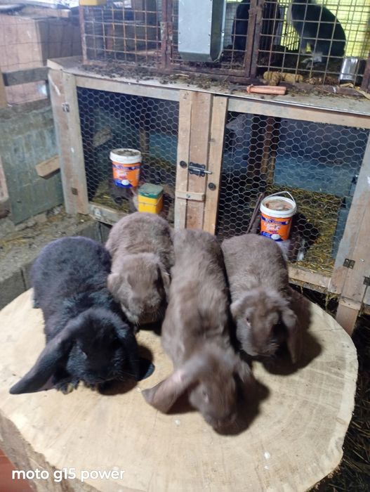 Pui Berbec German Havana