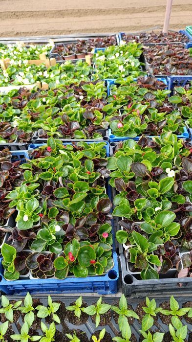 Petunia și mușcate de vânzare