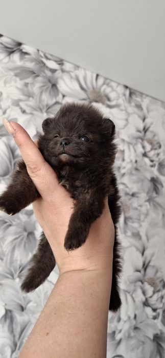 Щенки мини мини шпицульки