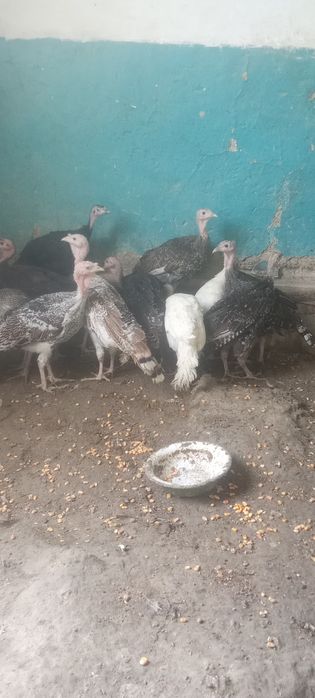 Kurkachalar sotiladi