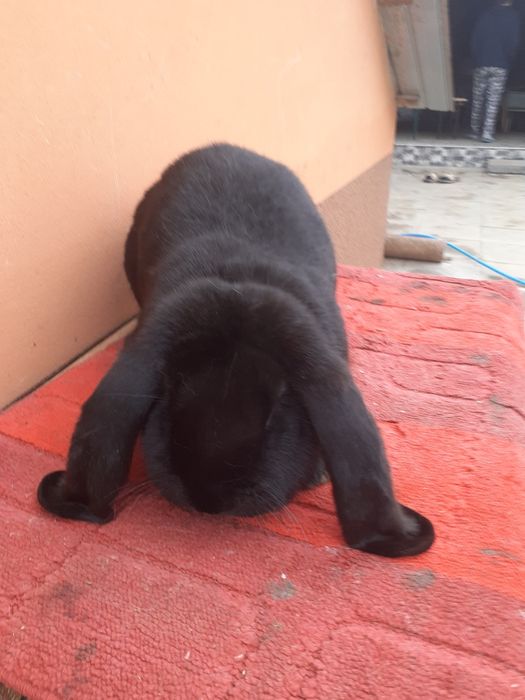 Iepuri berbec german .