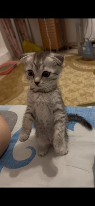 Котенок, Шотландский вислоухий