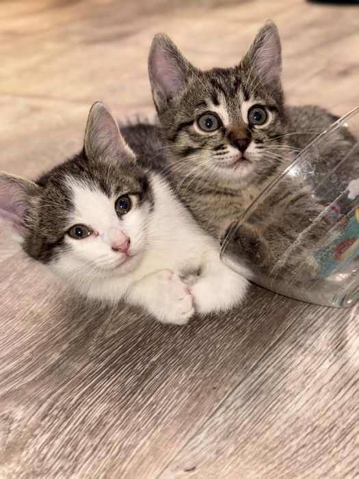 Отдам котят в добрые руки