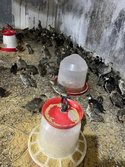 Pui de fazani rasa comun si tenebros la 3 sapt