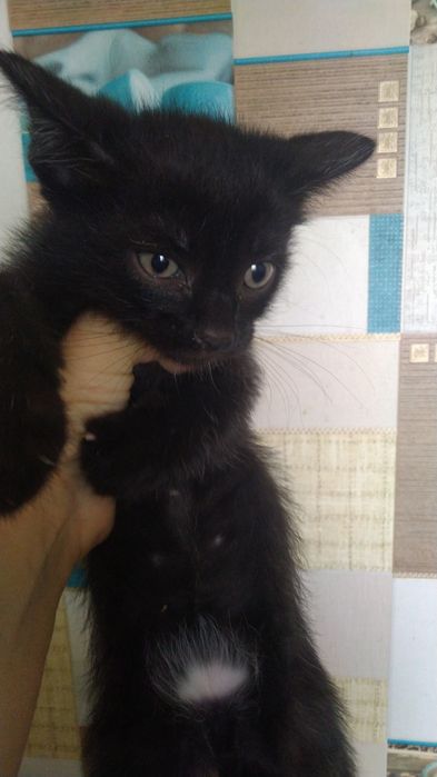 Отдам в добрые руки