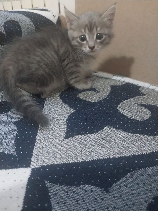 Отдам в добрые руки котёнка