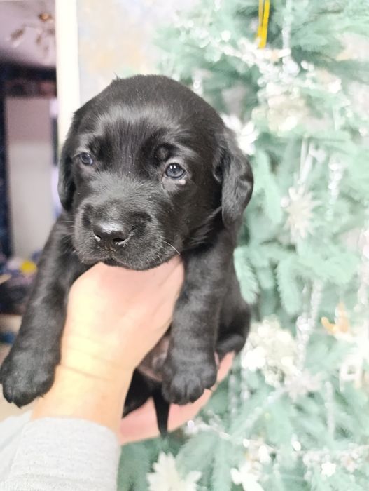 Лабрадор-ретривер