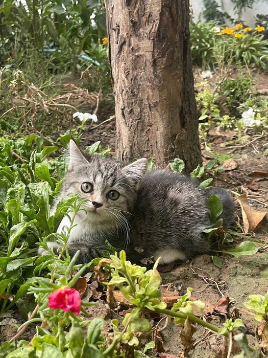 Котёнок. Mushukcha метиска. Осталась последняя принцесса.