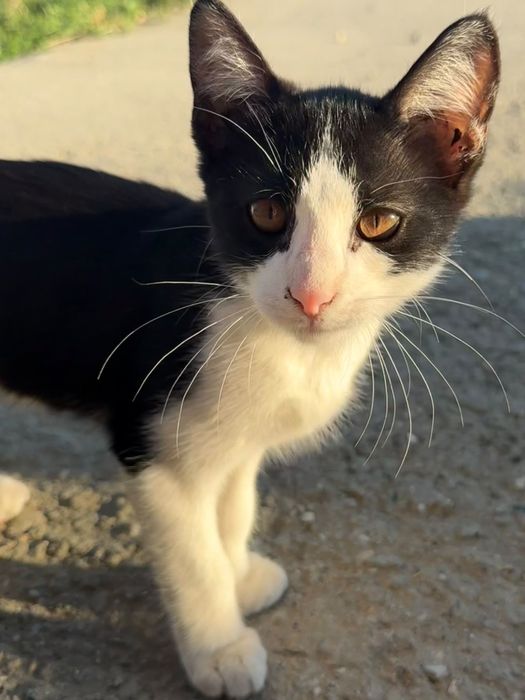 Adoptie pisici in varsta de 3 luni
