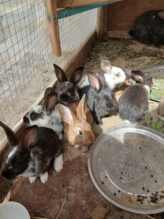 Продаётся кролики