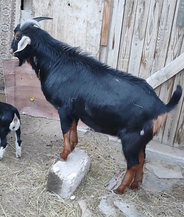 Продам козочек и козлика