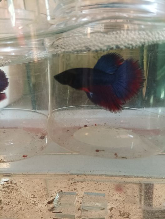 Петушок балик месний