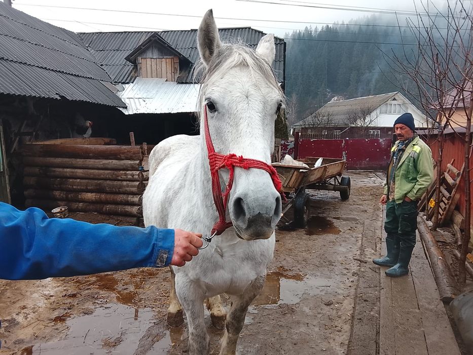 Iapa 9 ani gestanta .