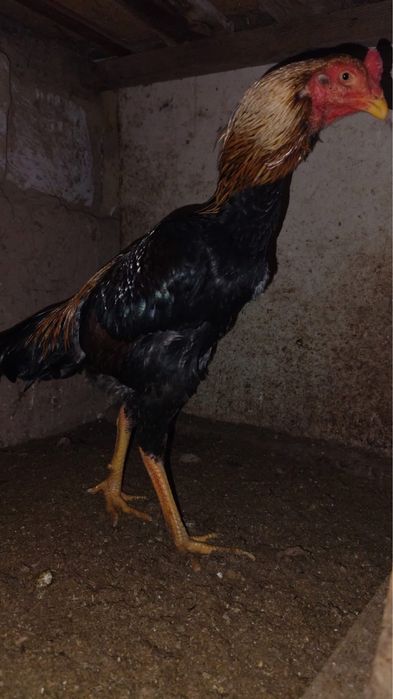 Кореец дакан шөже