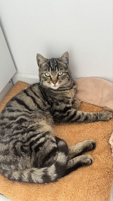 Кот мальчик в добрые руки