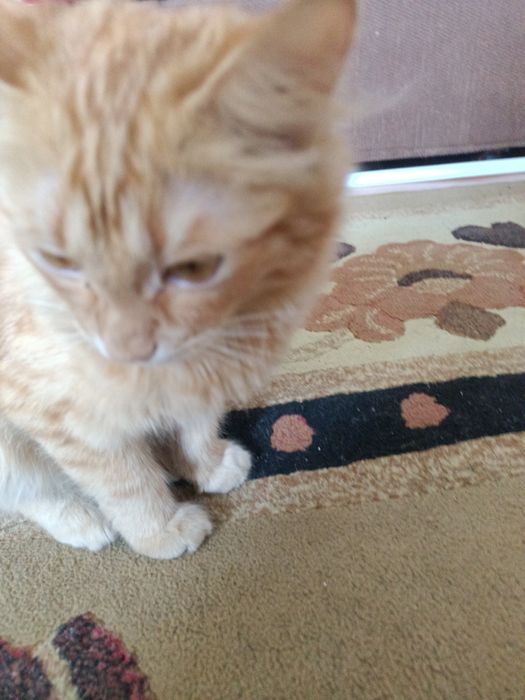 Котенок Мейн Кун