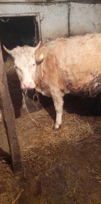 Vand juninca gestanta