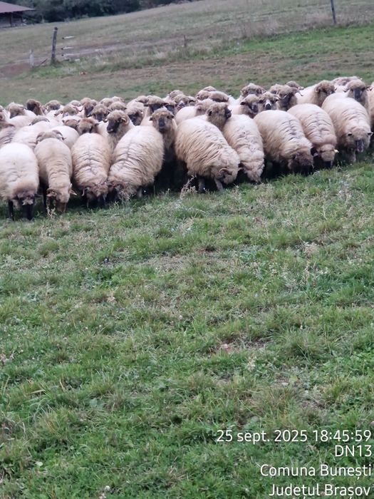 Vând oi tinere de reproducție