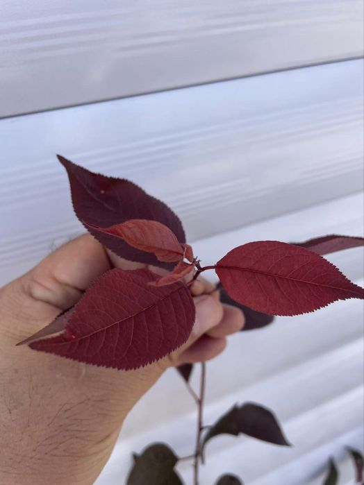 Янги тур! краснолистная декоративная писсарда (карликовая)
Писсарда Па