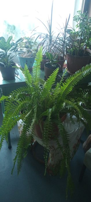 Папоротник Нефролепис